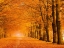 Picture of WOODS IN AUTUMN