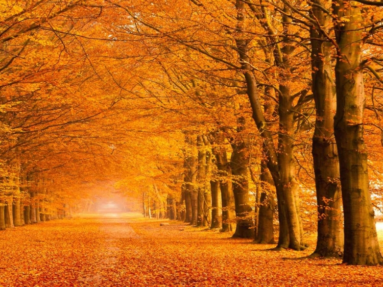 Picture of WOODS IN AUTUMN