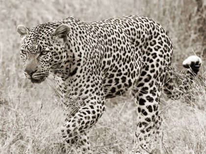 Picture of LEOPARD HUNTING