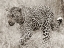 Picture of LEOPARD HUNTING