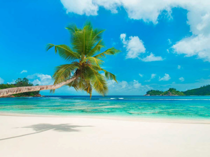 Picture of TROPICAL BEACH, SEYCHELLES (DETAIL)