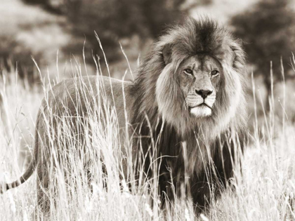 Picture of MALE LION