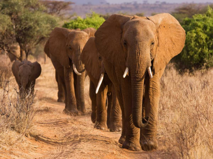 Picture of HERD OF AFRICAN ELEPHANTS- KENYA