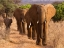 Picture of HERD OF AFRICAN ELEPHANTS- KENYA