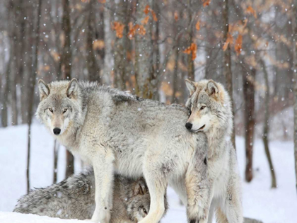 Picture of THREE GREY WOLVES HUDDLE TOGETHER DURING A QUEBEC SNOWSTORM