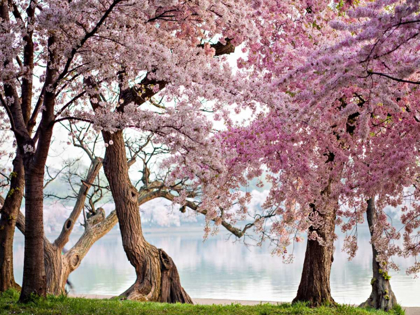 Picture of A ROW OF CHERRY TREES BLOOM AT SUNRISE ON THE EDGE OF THE TIDAL BASIN. WASHINGTON- USA