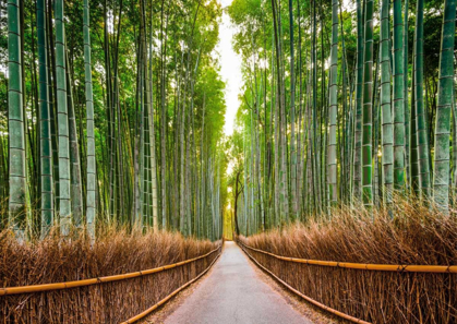 Picture of BAMBOO FOREST- KYOTO- JAPAN