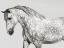 Picture of LEIA- ANDALUSIAN PONY