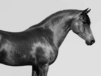 Picture of ORPHEUS- ARAB HORSE
