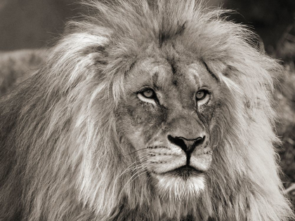 Picture of KING OF AFRICA
