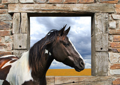 Picture of PAINTED HORSE