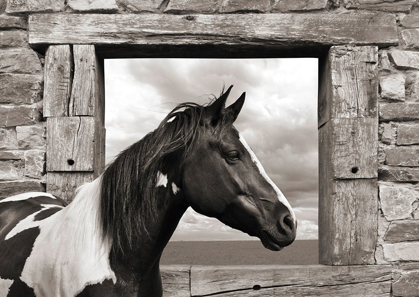 Picture of PAINTED HORSE (BW)