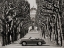 Picture of ROADSTER IN TREE LINED ROAD, PARIS (BW)