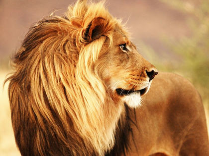 Picture of MALE LION, NAMIBIA
