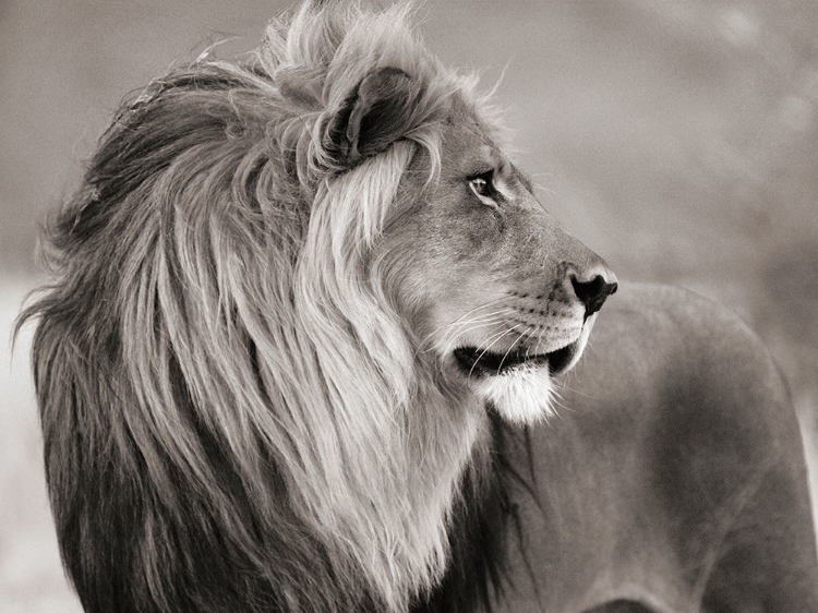Picture of MALE LION, NAMIBIA (BW)
