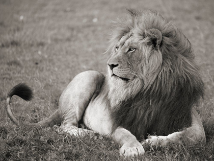 Picture of MALE LION, SERENGETI NATIONAL PARK
