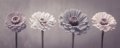 Picture of FOUR ZINNIAS IN A ROW