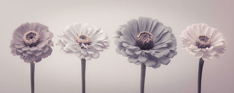 Picture of FOUR ZINNIAS IN A ROW