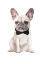Picture of FRENCHIE II