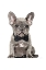 Picture of FRENCHIE IV