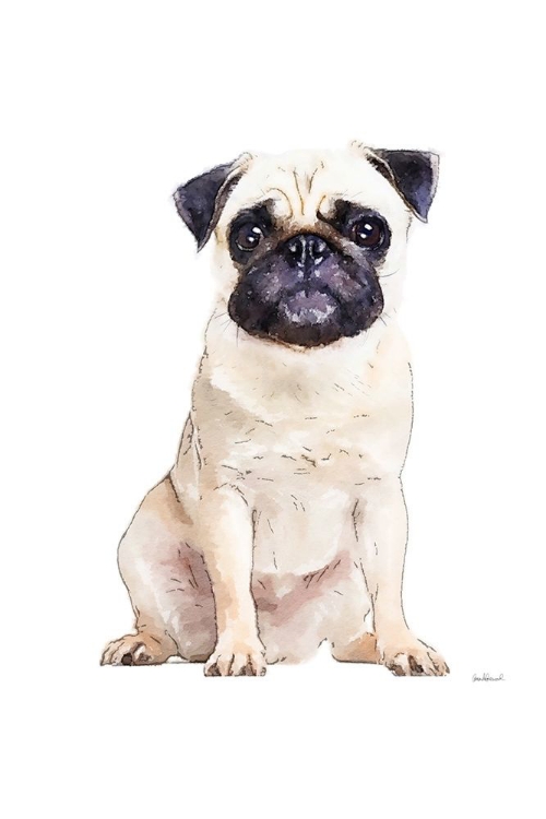 Picture of PUG