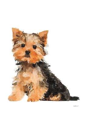 Picture of YORKIE