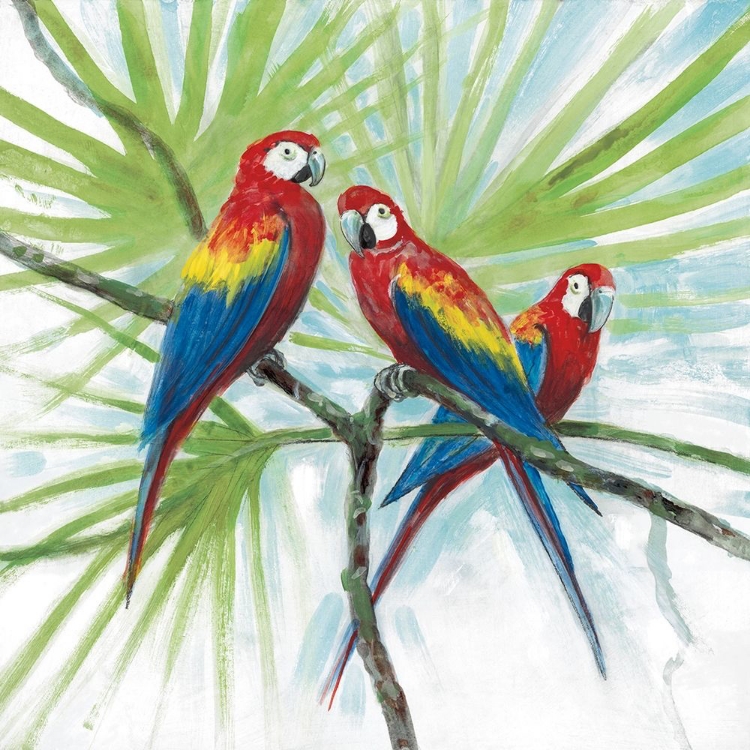 Picture of PARROTS