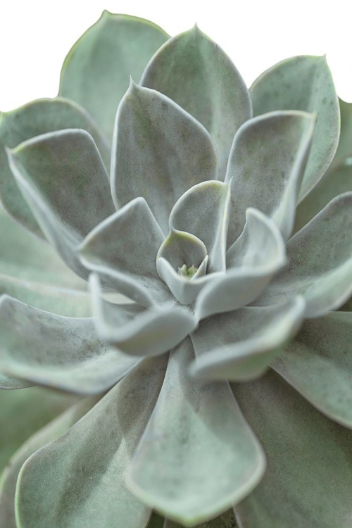 Picture of ECHEVERIA