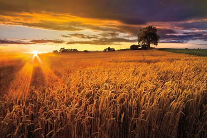 Picture of SUNLIGHT ON THE WHEAT FIELDS