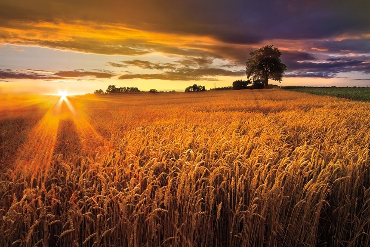 Picture of SUNLIGHT ON THE WHEAT FIELDS