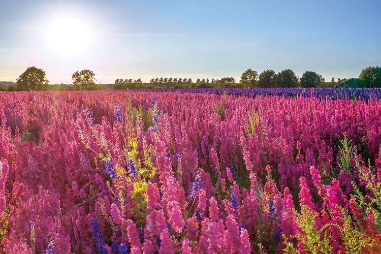 Picture of DELPHINIUM FIELD