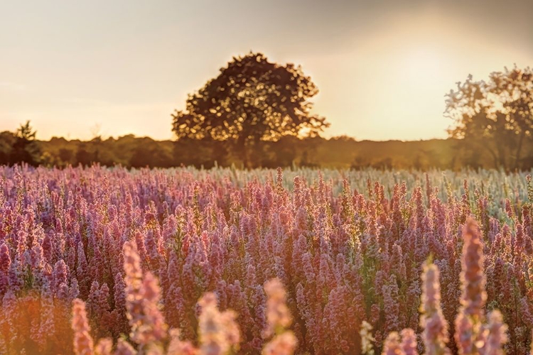 Picture of DELPHINIUM SUNSET