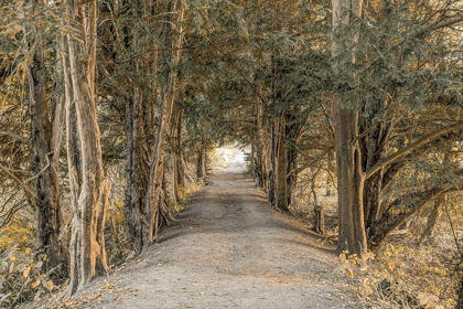 Picture of AUTUMN FOREST