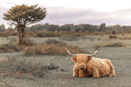 Picture of HIGHLAND COW II