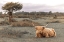 Picture of HIGHLAND COW II