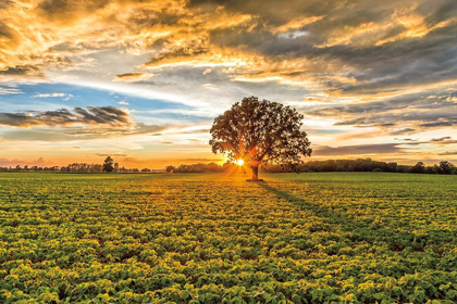 Picture of AFTER THE STORM BURR OAK