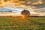 Picture of AFTER THE STORM BURR OAK