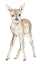 Picture of BABY DEER
