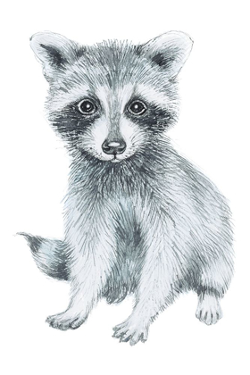 Picture of BABY RACCOON