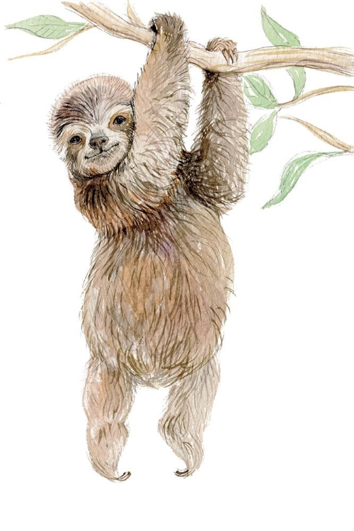 Picture of BABY SLOTH