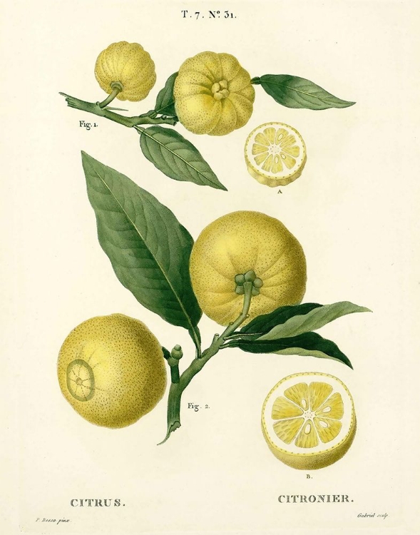 Picture of LEMON PLANT BOTANICAL