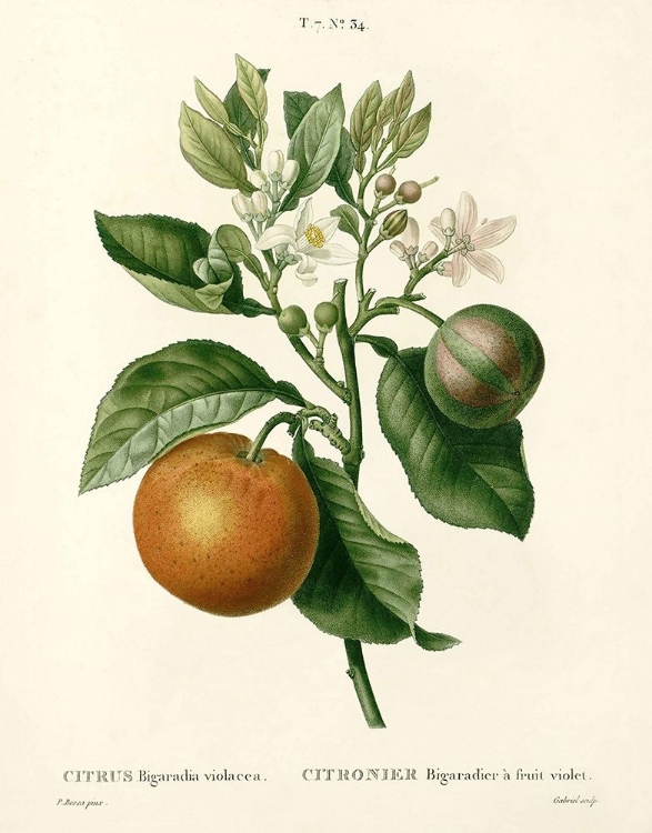 Picture of CITRUS PLANT BOTANICAL