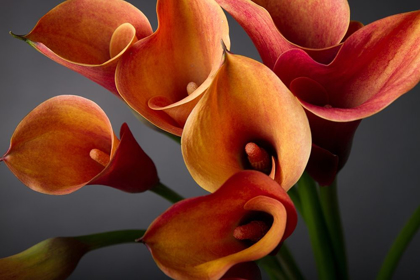 Picture of ORANGE CALLA LILIES