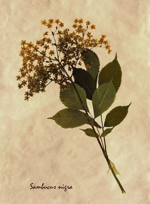 Picture of PRESSED AND DRIED ANTIQUE FLORAL