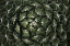Picture of CIRCULAR PATTERN SUCCULENT