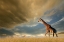 Picture of GIRAFFES, AFRICAN SKIES