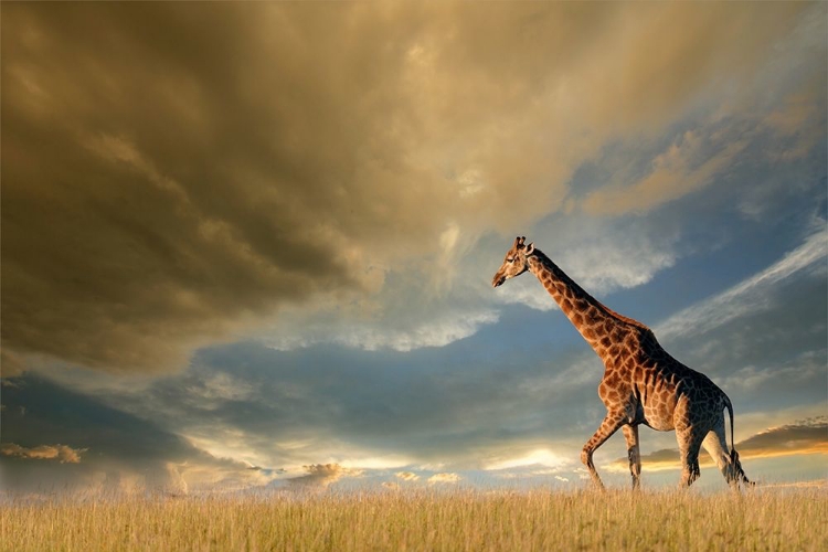 Picture of GIRAFFES, AFRICAN SKIES