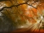 Picture of SUNBURST WOODS