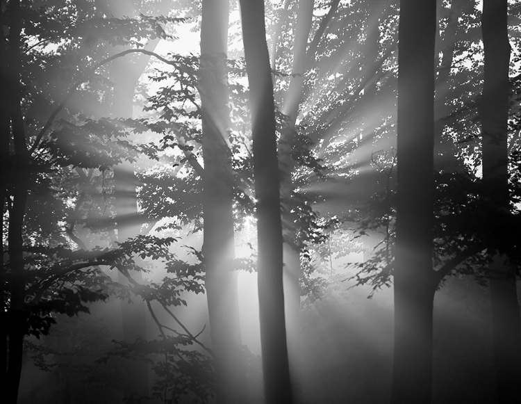 Picture of LIGHT THROUGH THE TREES I