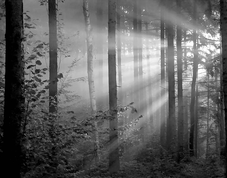 Picture of LIGHT THROUGH THE TREES II